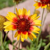 Common Gaillardia